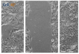 graphic file with name biomolecules-11-00058-i034.jpg