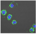 graphic file with name biomolecules-11-00058-i026.jpg