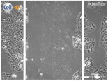 graphic file with name biomolecules-11-00058-i027.jpg