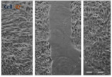 graphic file with name biomolecules-11-00058-i037.jpg