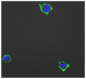 graphic file with name biomolecules-11-00058-i013.jpg