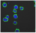 graphic file with name biomolecules-11-00058-i025.jpg