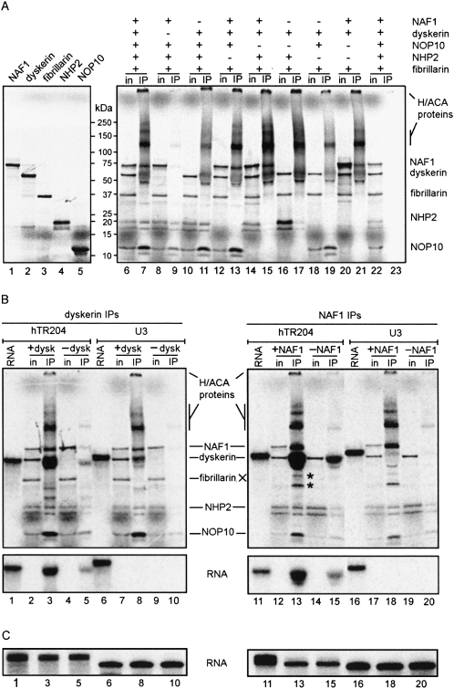 FIGURE 2.