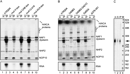 FIGURE 4.