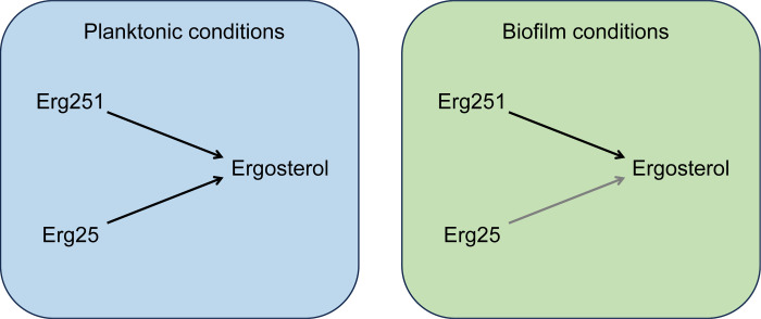 Fig 7