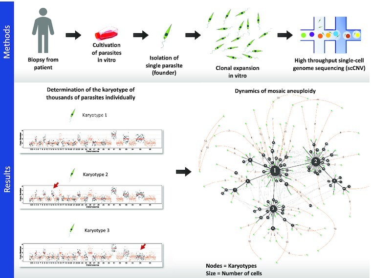 Graphical Abstract