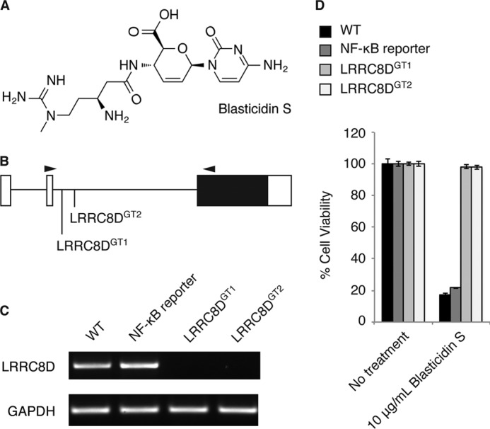 The Protein Synthesis Inhibitor Blasticidin S Enters Mammalian Cells ...