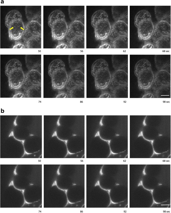 Fig. 8