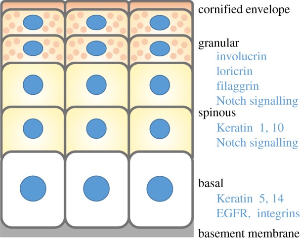 Figure 1.