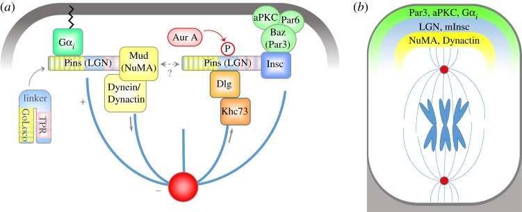 Figure 4.