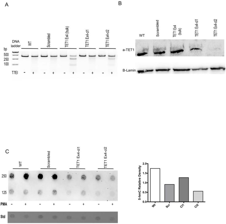 Fig 5