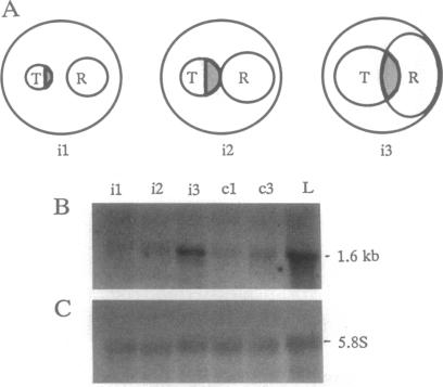 graphic file with name pnas01145-0157-a.jpg