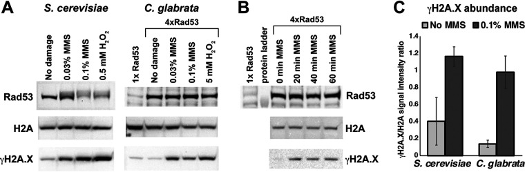 FIG 1