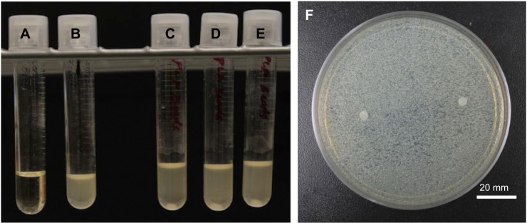 Figure 5