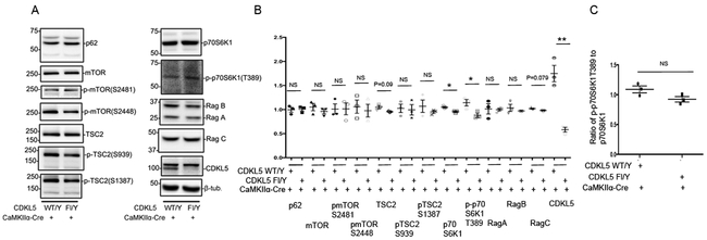 Fig 4: