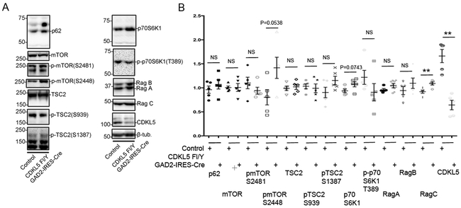 Fig 5: