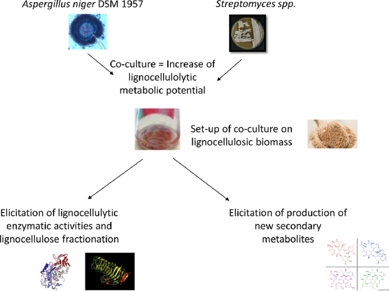 Image, graphical abstract