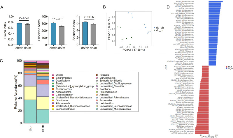 Four charts analyzing microbiota differences between db/db and db/m mice. Chart A: Bar graphs show Pielou index (p=0.345), Observed ASVs (p=0.007**), and Shannon index (p=0.142). Chart B: Scatter plot of principal coordinate analysis (PCoA) with 17.56% and 14.63% variance explained along axes, distinguishing db/db and db/m mice. Chart C: Stacked bar chart of relative abundance percentages for various bacteria, with specific genera color-coded. Chart D: LDA score bar chart for taxonomic differences; blue (db/db), red (db/m).