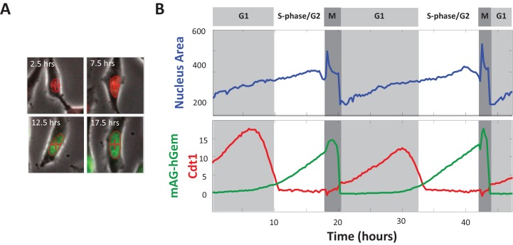 Figure 2—figure supplement 1.