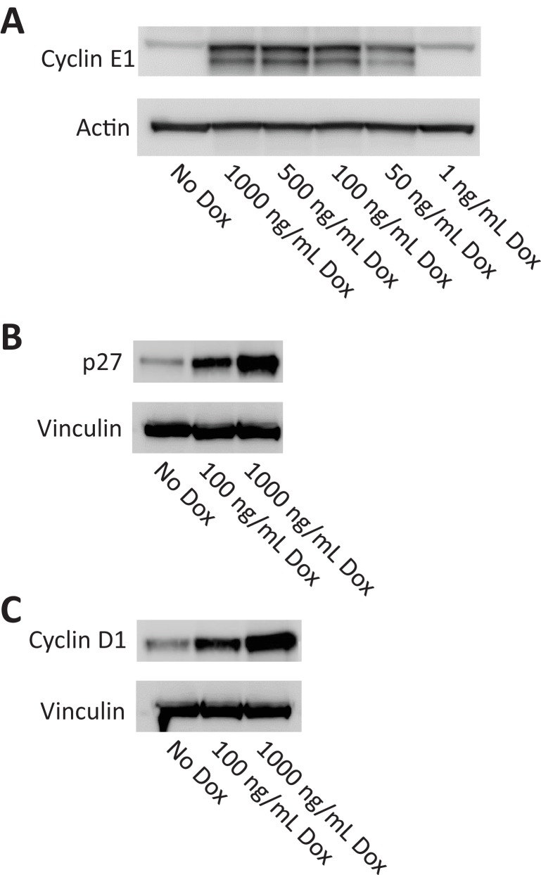 Figure 10—figure supplement 1.