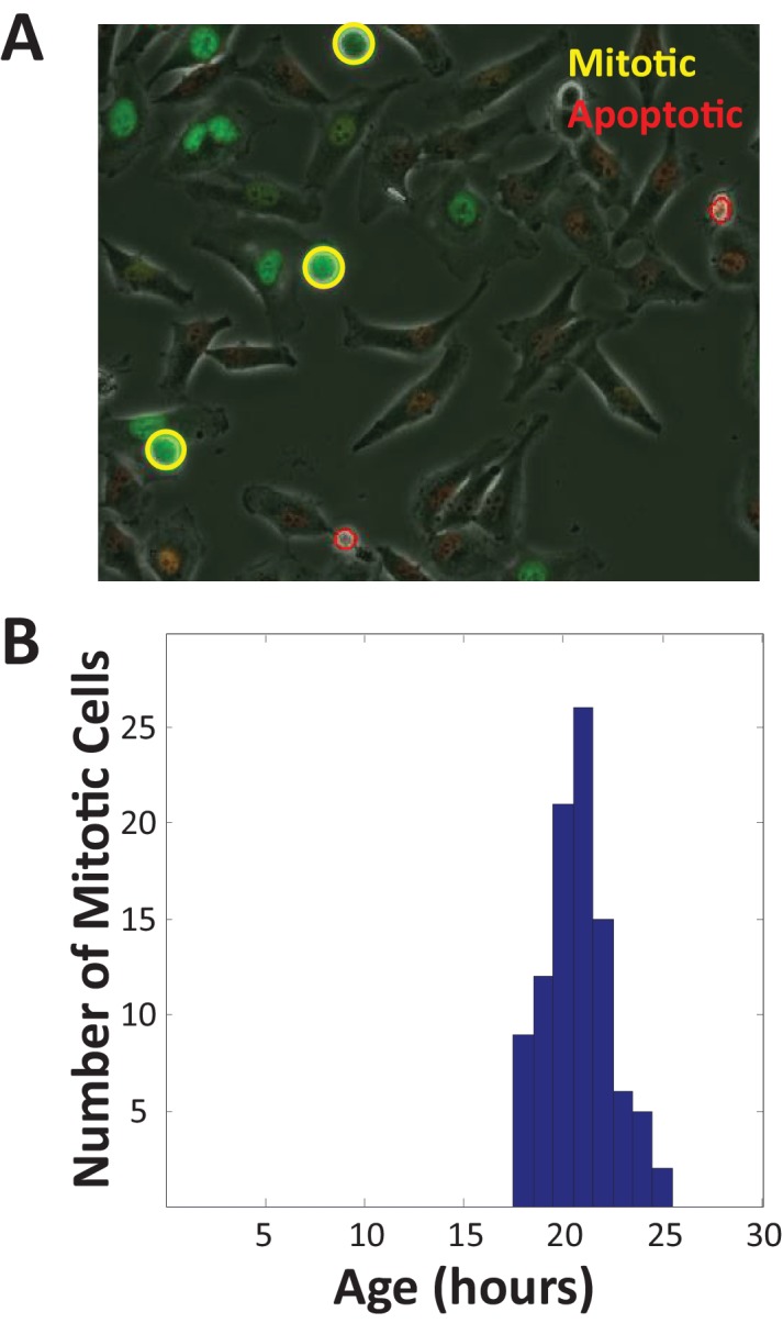 Figure 4—figure supplement 2.