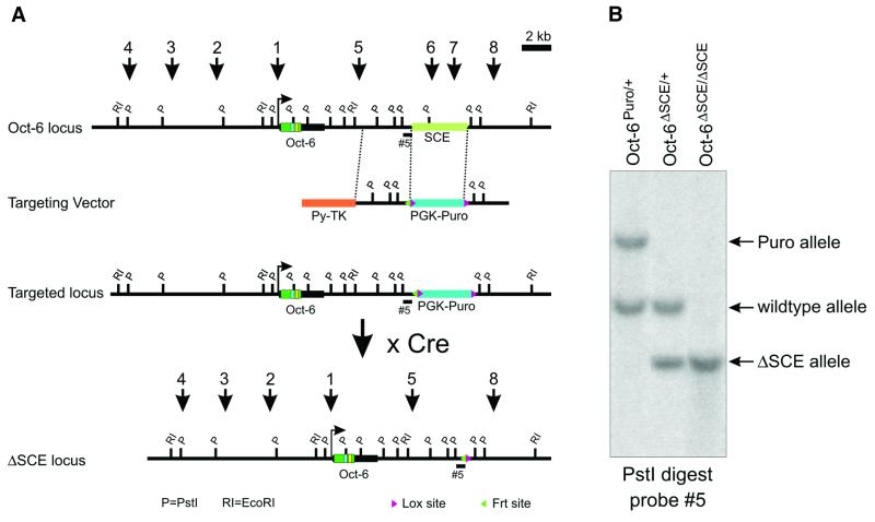 A Cell Type-specific Allele Of The Pou Gene Oct-6 Reveals Schwann Cell 