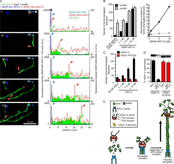 Rocket launcher mechanism of collaborative actin assembly defined by ...