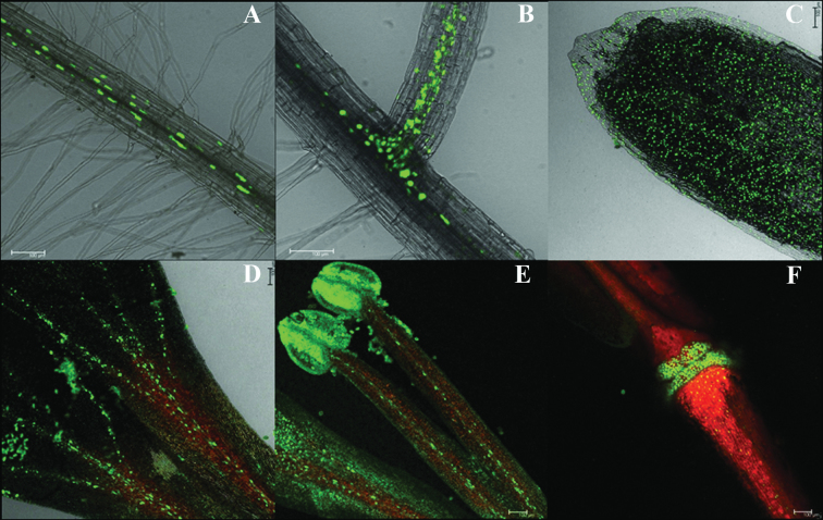 Fig. 7.