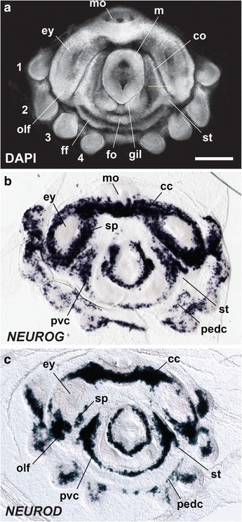 Fig. 7