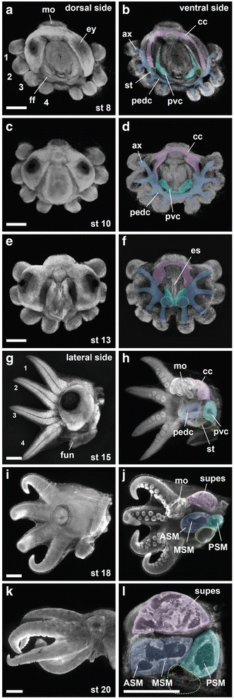 Fig. 6