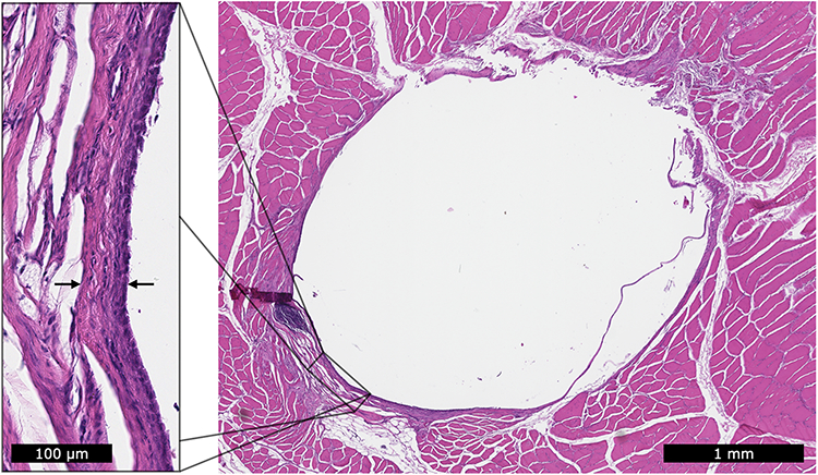 Figure 4: