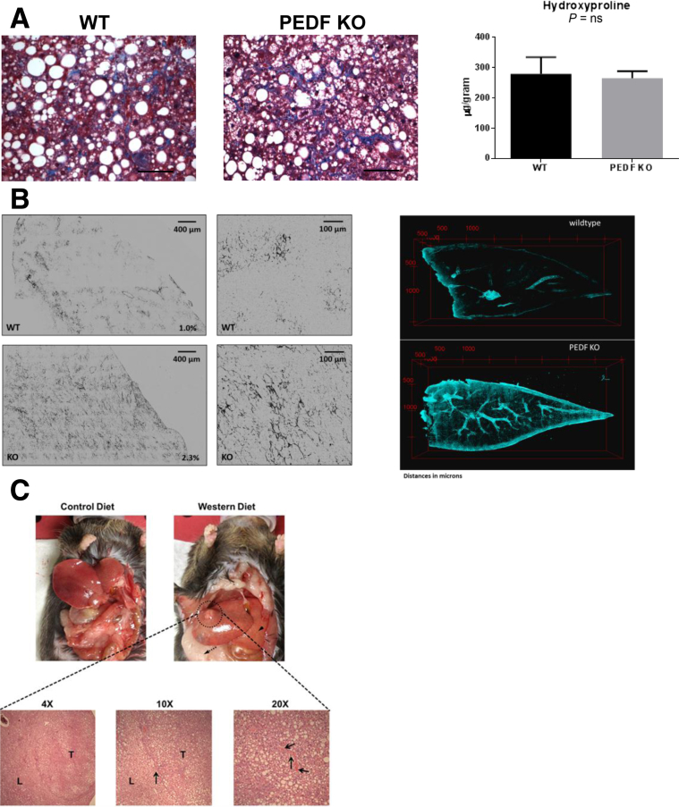 Figure 6