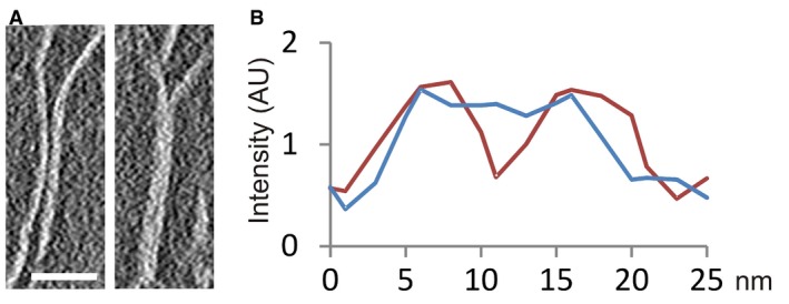 Figure EV4