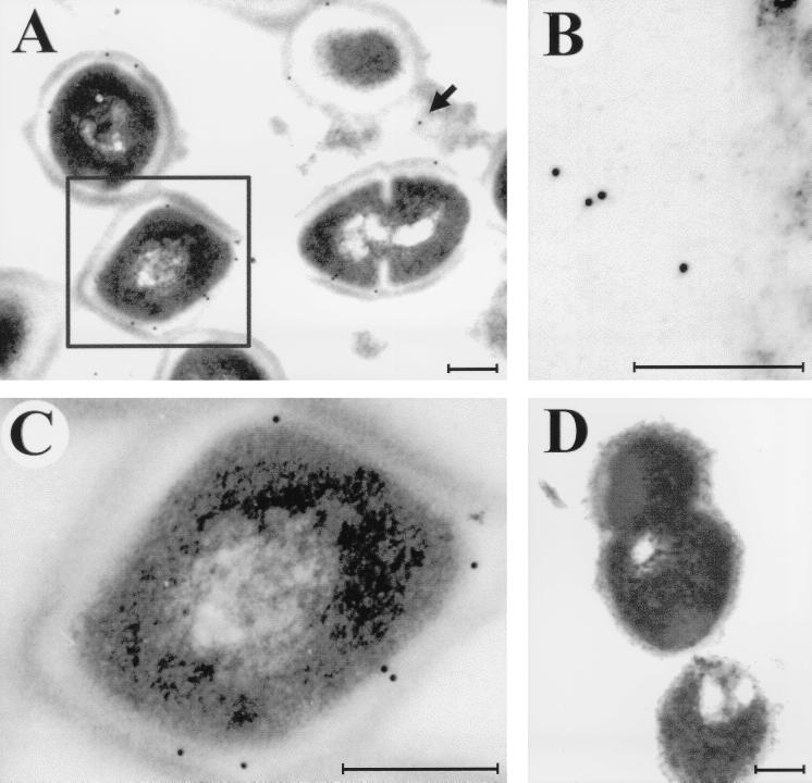 FIG. 5