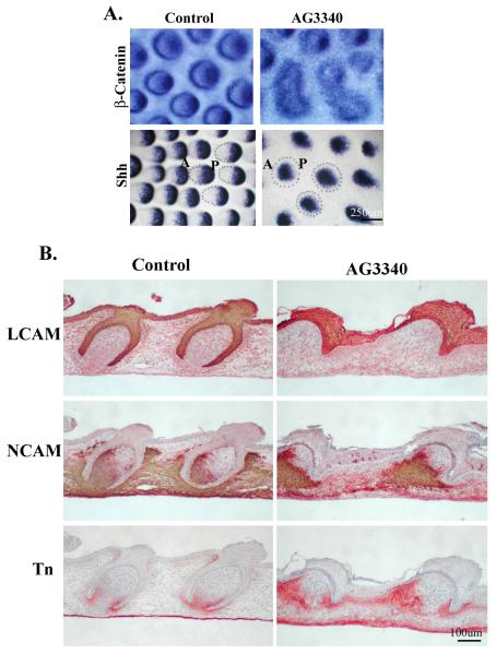 Fig.6