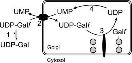 FIGURE 1.