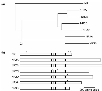 Fig. (2).NMDAR subunit diversity.