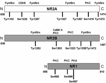 Fig. (4).Phosphorylation sites of NMDAR subunits.