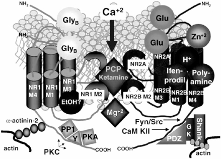 Fig. (1).Schematic model of NMDA glutamate receptor illustrating multiple regulatory sites.