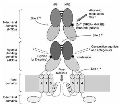 Fig. (3).Potential sites for ligand binding at NMDARs.