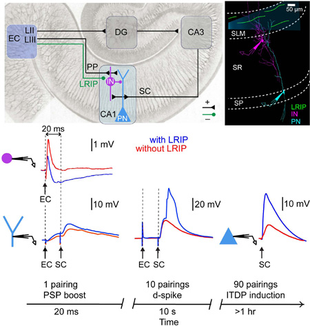 Long-range inhibitory projections gate cortico-hippocampal information flow