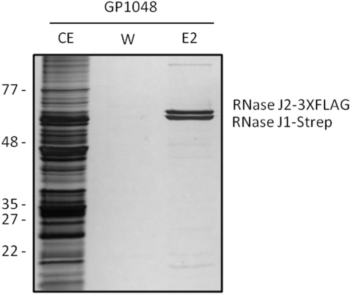 FIGURE 2