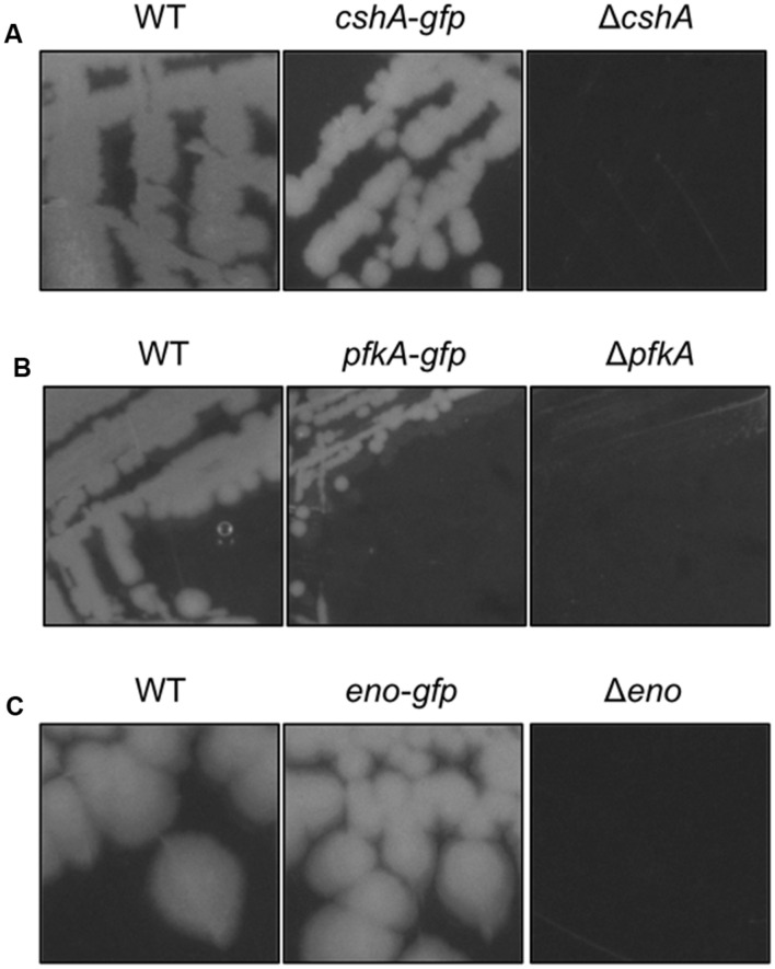 FIGURE 3