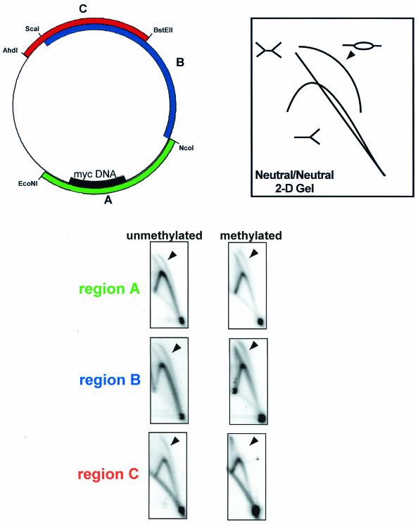 FIG. 5.