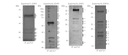 Figure 3—figure supplement 1.