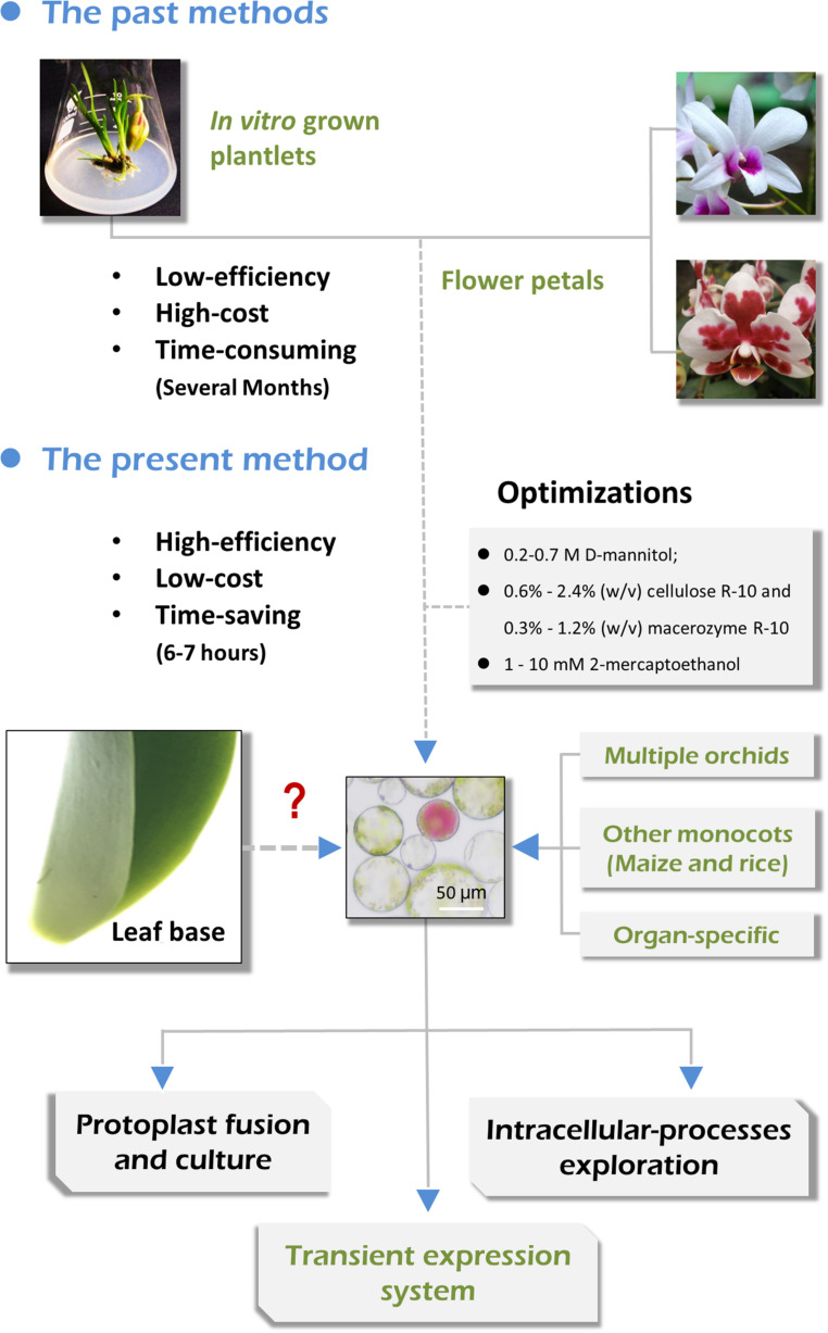 FIGURE 1