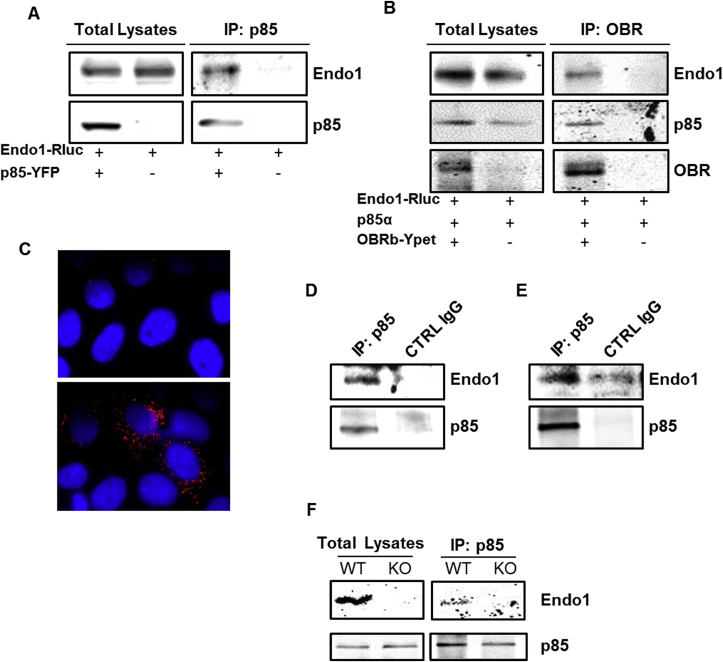 Figure 5