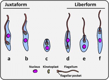 Fig. 2