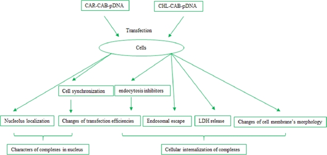 Image, graphical abstract