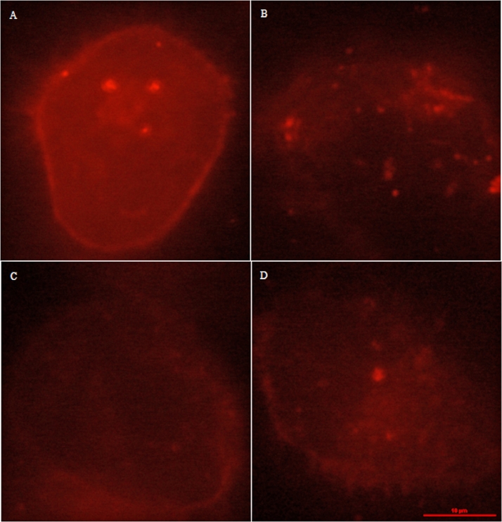 Fig 10